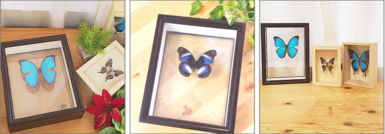 蝶の標本 17頭ガラスケース入り