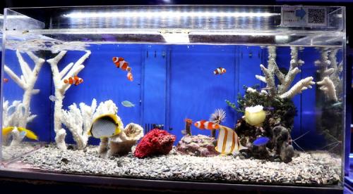 世界のとれたて海水魚(通信販売)の日海-web.com<日海センター