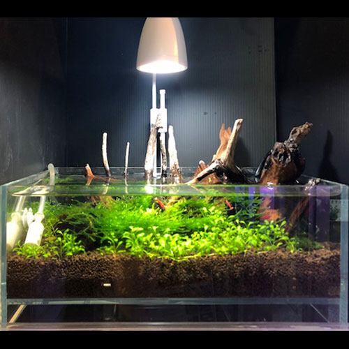 レイアウト水槽参考データ[熱帯魚ショップパウパウアクアガーデン]