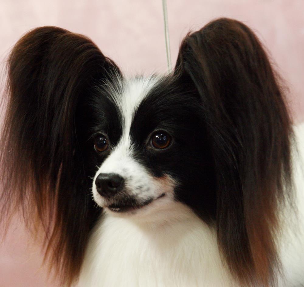 パピヨンのワールドチャンピオンーNami|パピヨンのトップブリーダー