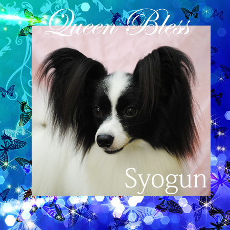 ☆パピヨン スーパードッグ2010