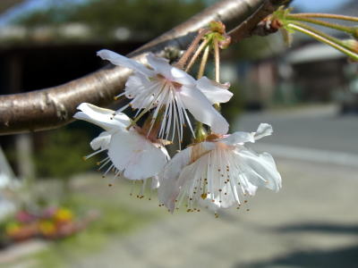 サクランボ（ミザクラ）