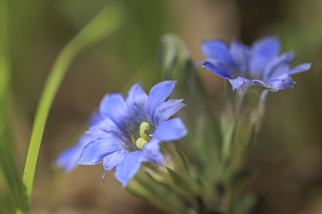 ハルリンドウ様 ハルリンドウ様 ハルリンドウ - 野山に自然に咲く花の