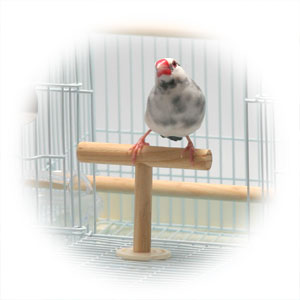 イージーホーム バード35BL手乗り ｜ 株式会社三晃商会