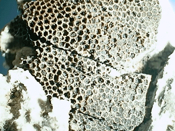 蜂の巣サンゴの化石