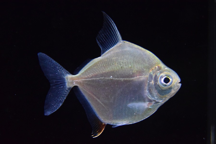 パルナシウス・ノミオン（中国青海省共和、メス）