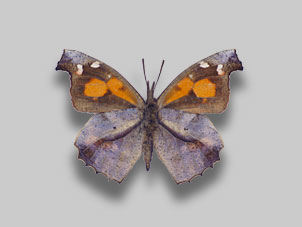 テングチョウ標本