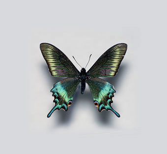 蝶標本 北海道産ミヤマカラスアゲハ春型♂ 採集品 後翅鮮やかな紅色