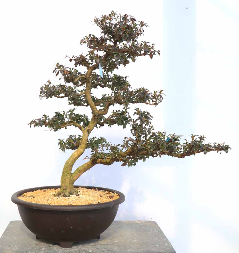 ヤマカ園芸, 皐月販売