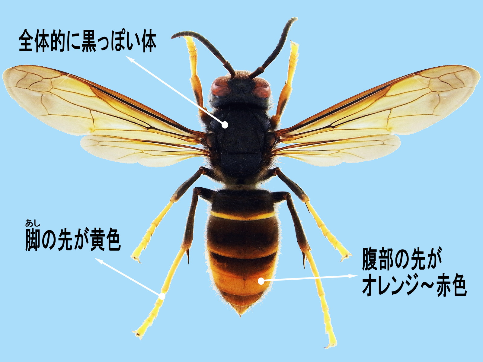 ツマアカスズメバチ