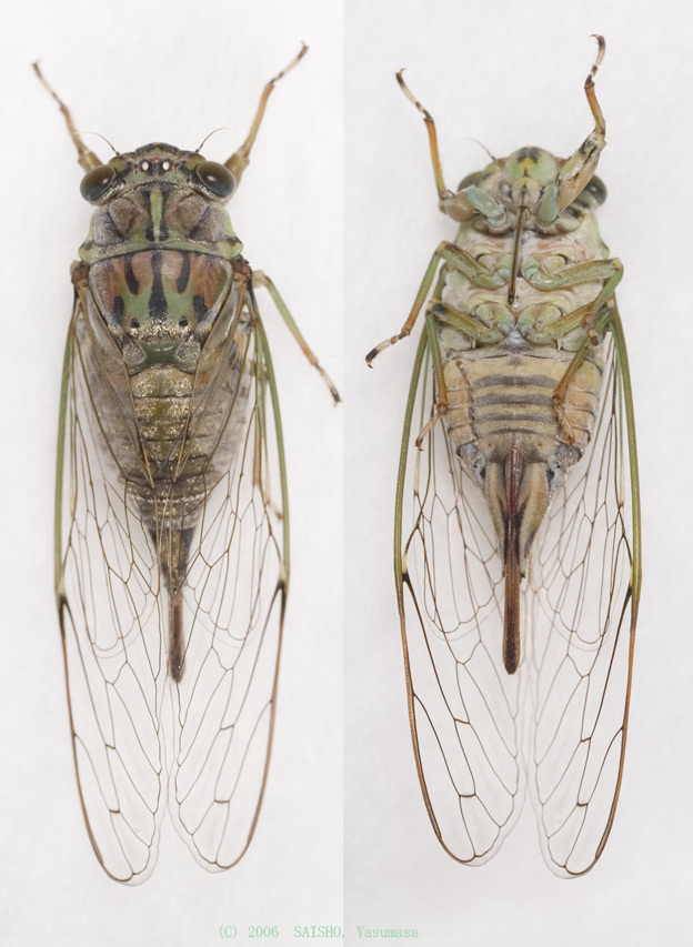 図鑑／ヒメハルゼミ