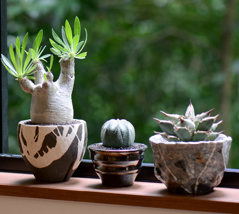 鈞窯 植木鉢 鈞窯 植木鉢 【公式通販】