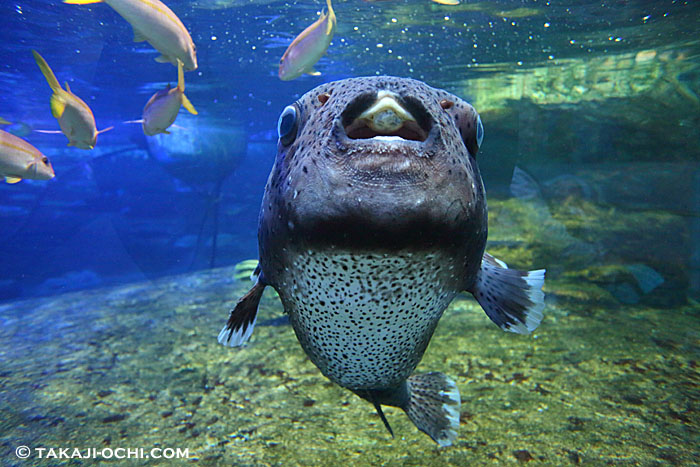 鴨川シーワルドのポスター完成。シャチの水槽に入ったときの事
