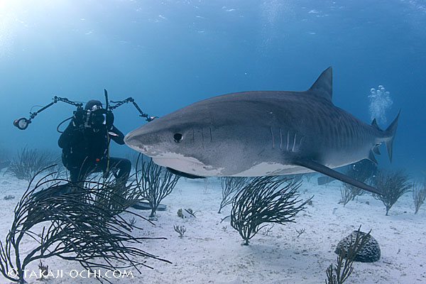 明日から、サメ三昧！バハマのタイガーシャーククルーズへ