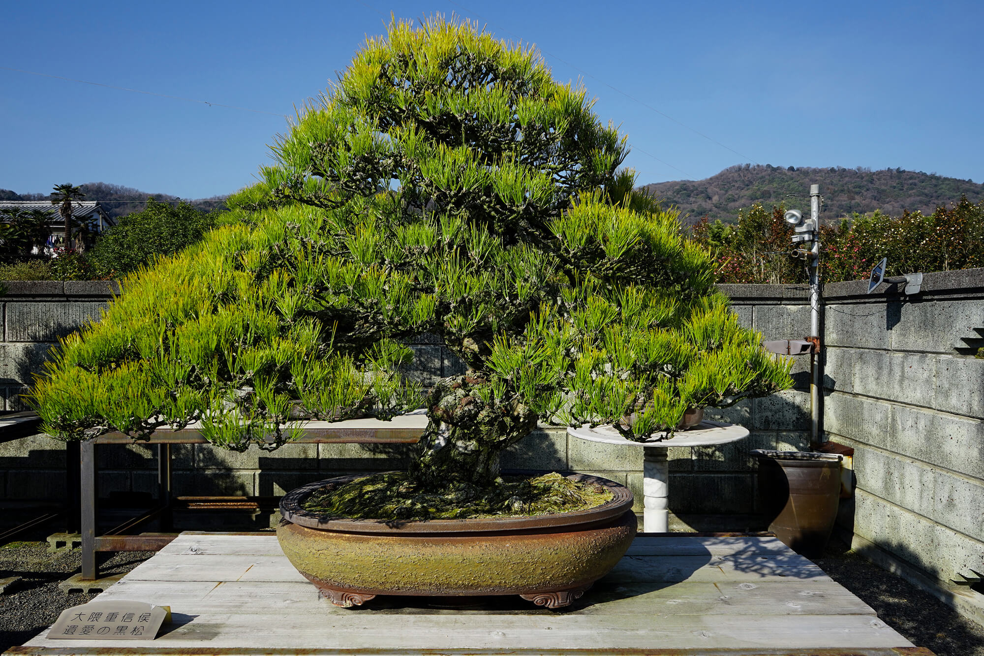 ♯166 鉢 山秋 盆器 盆栽 植木 松柏 皐月 真柏 楓 ♯73