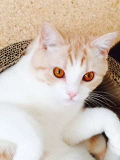 My Favorite Songs – 高中正義オフィシャル・ウェブサイト