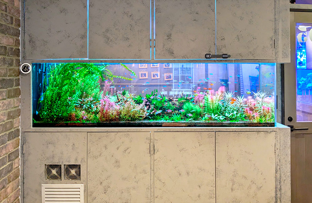 オフィスの埋め込み式180cm水草水槽！5年目の様子｜東京アクアガーデン