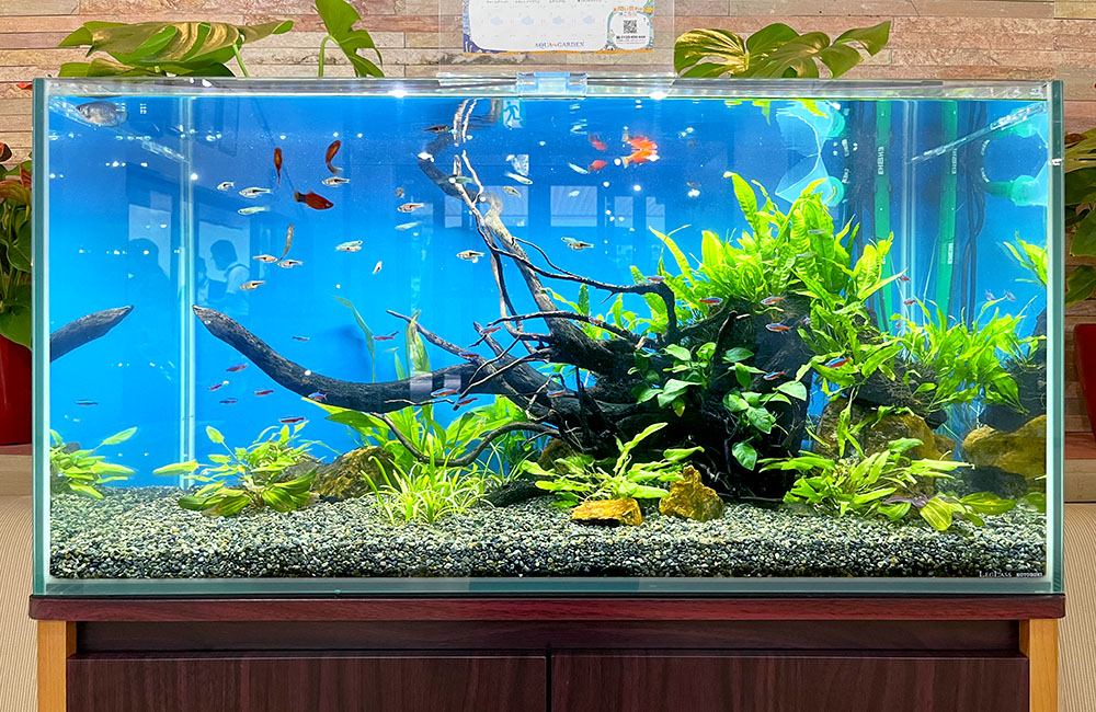 2026年完全版・水槽用ヒーターのすべて｜おすすめ商品、電気代、置き方