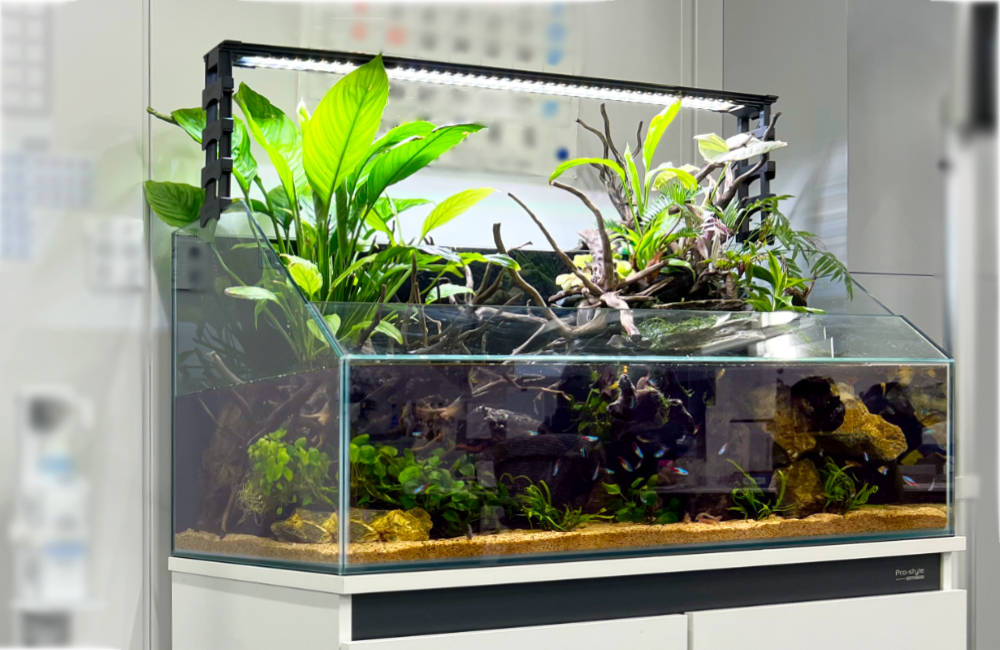 オフィスのアクアテラリウムをサイズアップ！90cm水槽に入れ替えました