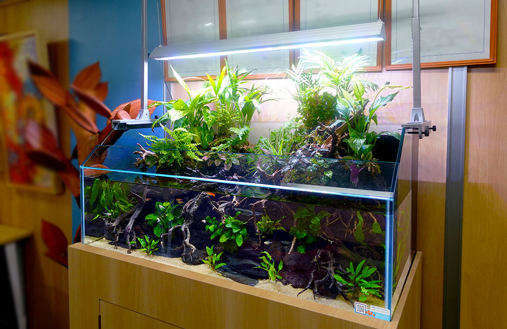 オフィスの特注水槽！1mのアクアテラリウムで癒しの空間づくり｜東京