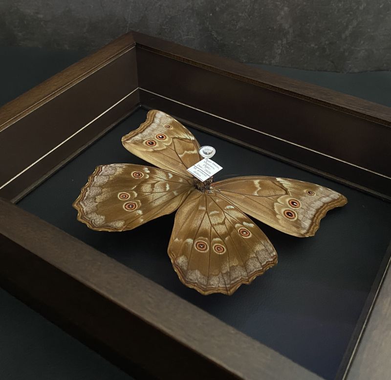 希少外国昆虫標本採取1976/1975/1979 ドイツガラス木箱現状品 希少外国