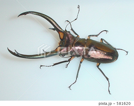 エラフスホソアカクワガタ（デンポー産）♂92mm（Cyclommatus elaphus