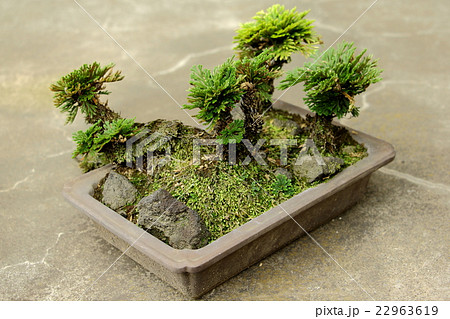 いわひば イワヒバ 岩松 鉢植え