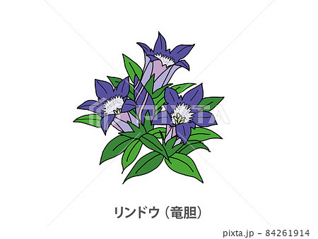 県花】リンドウ（竜胆）長野県のイラスト素材 [84261914] - PIXTA