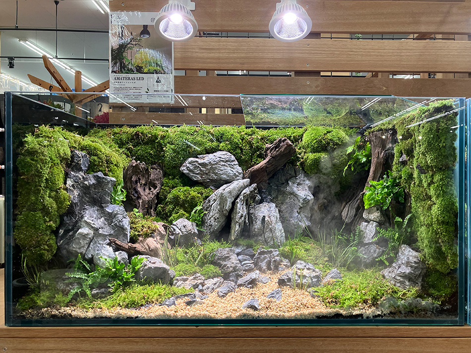 2[新品]ADA 龍王石 約4キロ☆水槽 レイアウト 特級形状 青龍石 石組