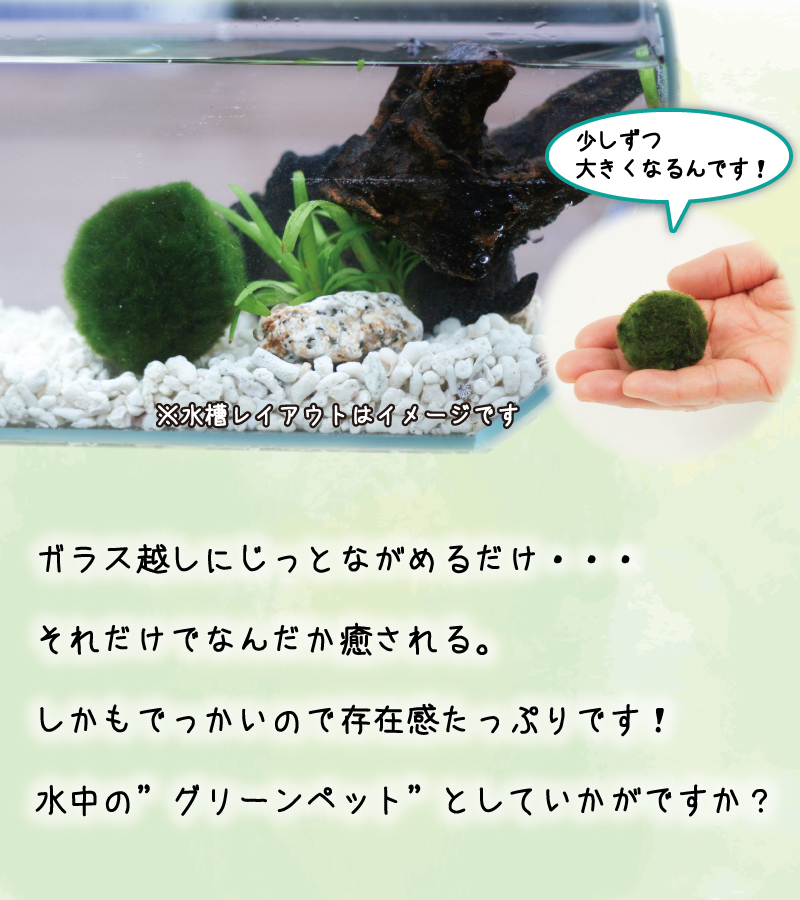 まりも 様専用 【公式通販】