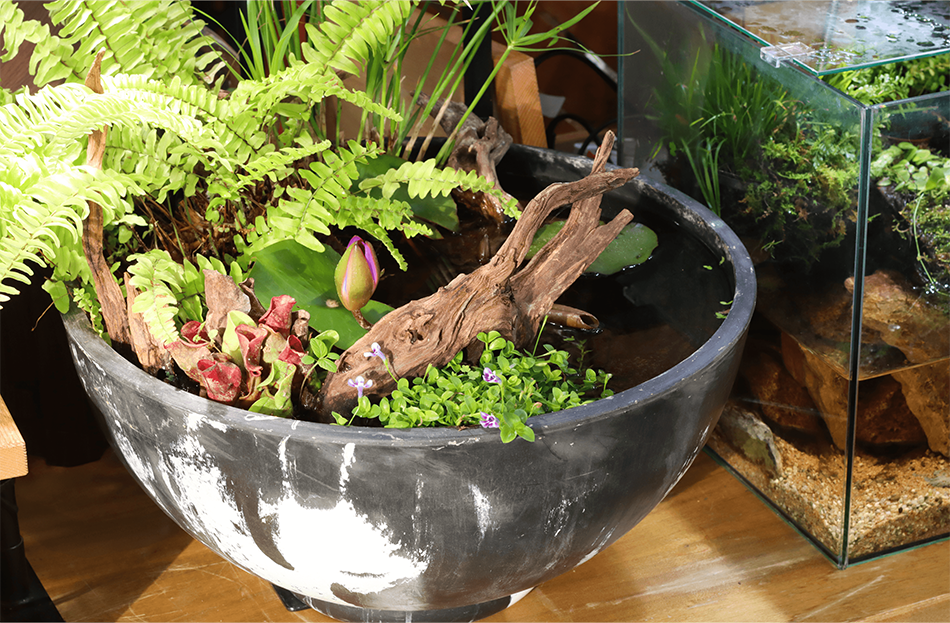 ホーンウッド アクアリウム ADA 流木 特大 根流木 Amazon.co.jp: ADA