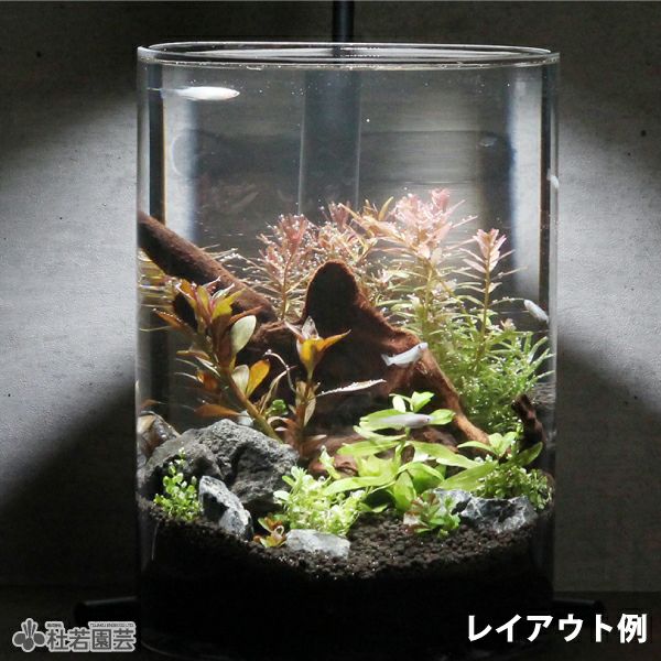 溶岩石 アクアリウム 薄型 メダカ 爬虫類 トカゲ 水槽 インテリア 未