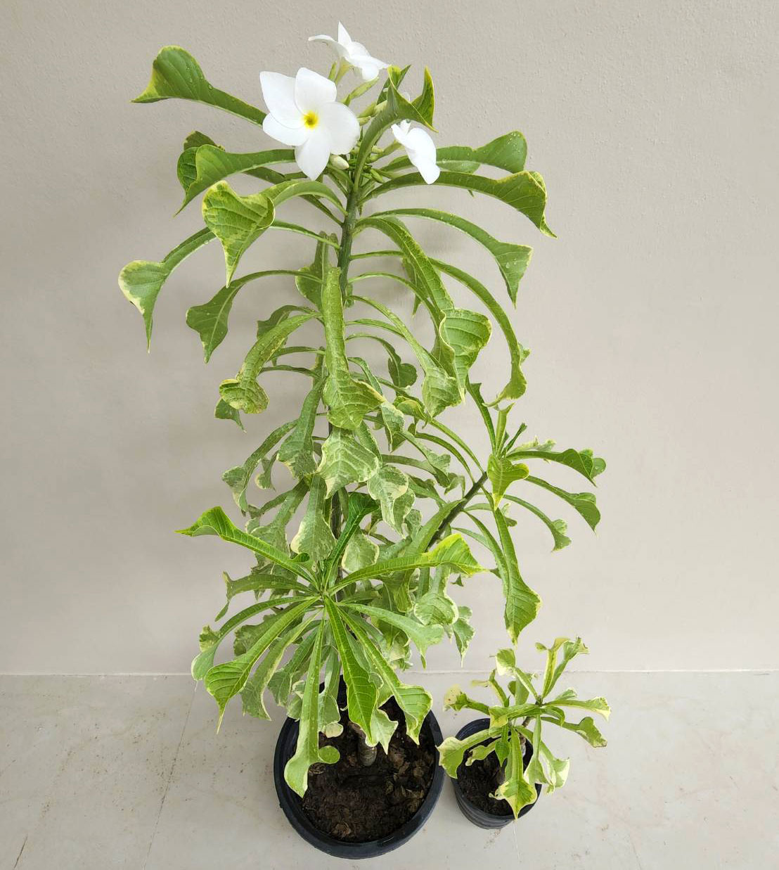 Plumeria pudica variegata, Snow Bridal Bouquet (White Arrow Leaf