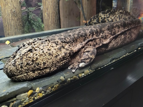 バンザギ サンプラザ ソフビ オオサンショウウオ 怪物 オオ