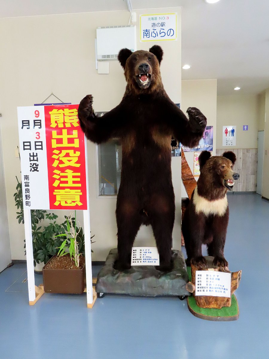 モンベルのショップが隣にある道の駅南ふらの。 ヒグマの剥製と北