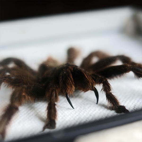 Tarantula タランチュラ 標本 – zakka store towi