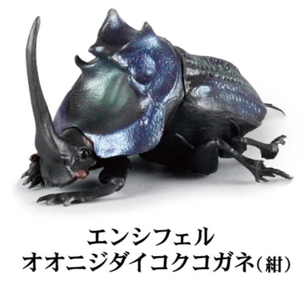 ランキフェルオオニジダイコクコガネ 大型ペア 標本 標本特大ファヌス