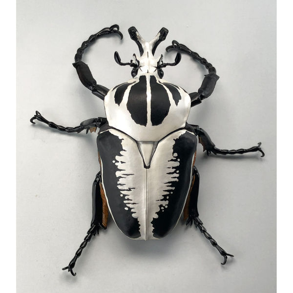 コンゴ産 オリエンタリスオオツノハナムグリ 3 93mm コンゴ産