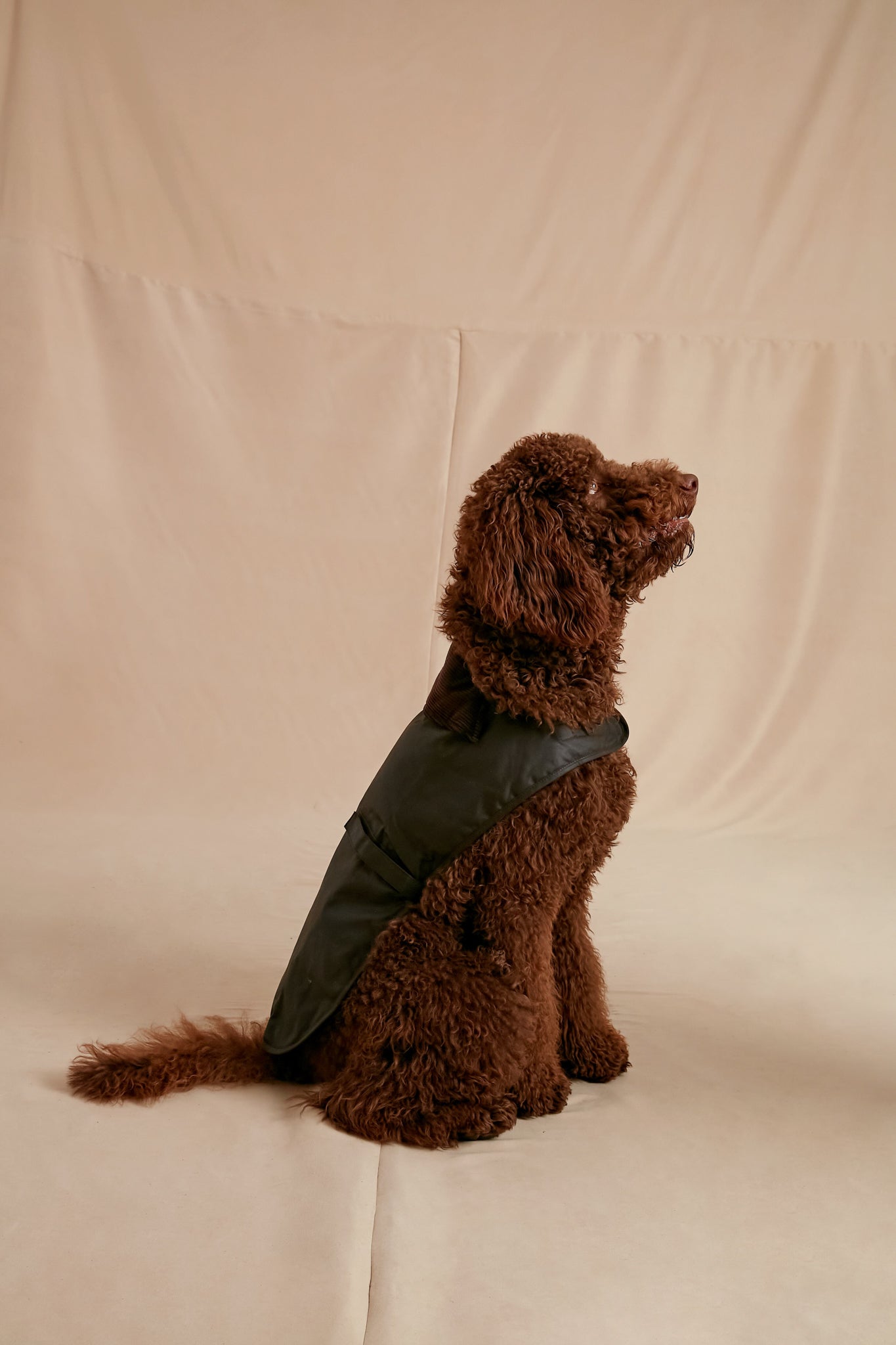 Olive Wax Dog Coat | Barbour