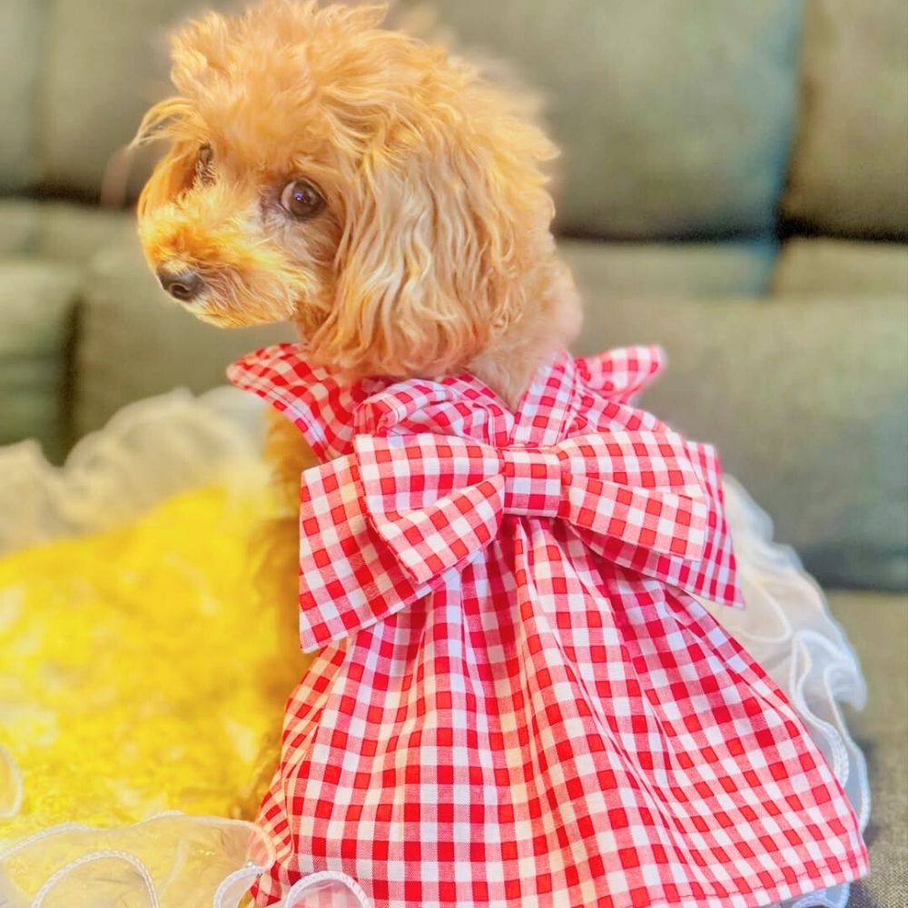 No.474•475 犬服ハンドメイド バックオープンワンピース2着 No. 犬服