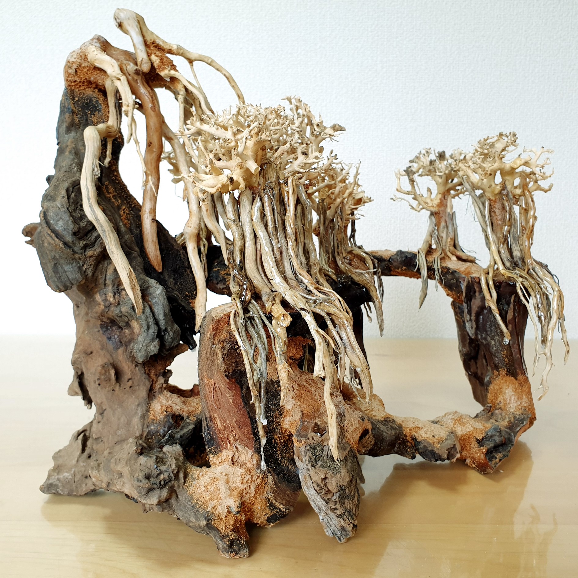 楽天市場】コンパクト キュービック熱帯雨林のバニヤン流木（水槽専用