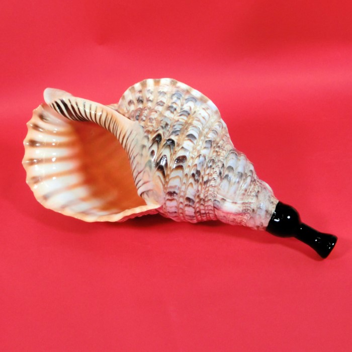 ホラ貝ホラ貝 超美品！世界最大の巻貝！49センチ！アラフラオオニシ貝