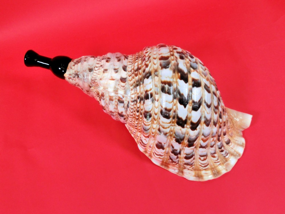 SAKI358 法螺貝 ホラ貝 蓋付き SAKI358 法螺貝 ホラ貝 蓋付き 楽天市場