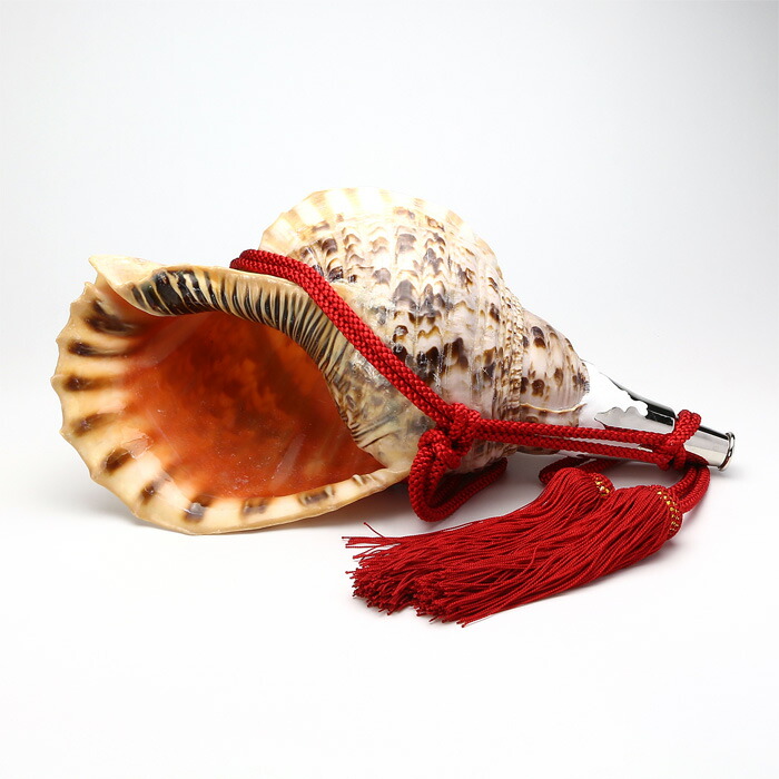 法螺貝 ⑧ 貴重)ほら貝 法螺貝 法螺貝 4個のセット 法螺貝 35cm ZX 30