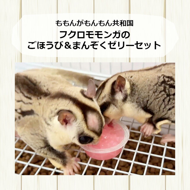 楽天市場】ももんがもんもん共和国 フクロモモンガのごほうび