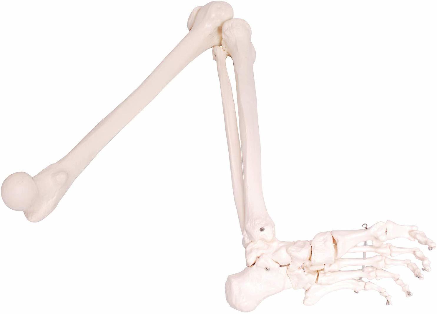 楽天市場】人体模型 下肢骨 下肢骨模型 大腿骨 脛骨 足骨 模型 膝関節