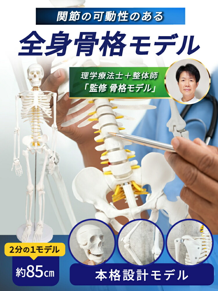 楽天市場】【理学療法士 × 整体師 監修】 人体骨格模型 85cm 1/2 可動