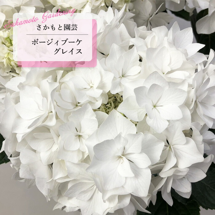 楽天市場】予約販売 アジサイ ポージィブーケ グレイス 9cm〜10.5cm