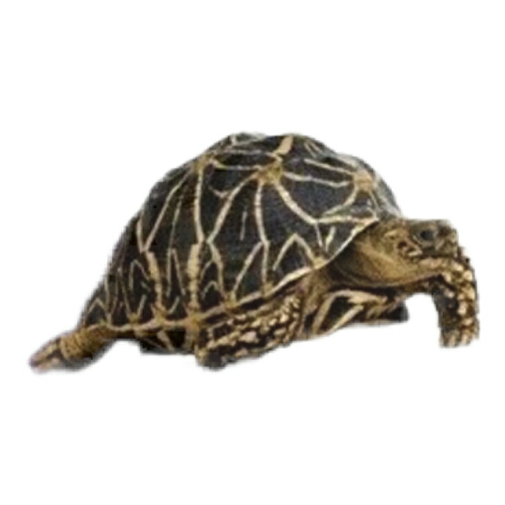 楽天市場】マズリ mazuri 5M21 トータスダイエット リクガメフード