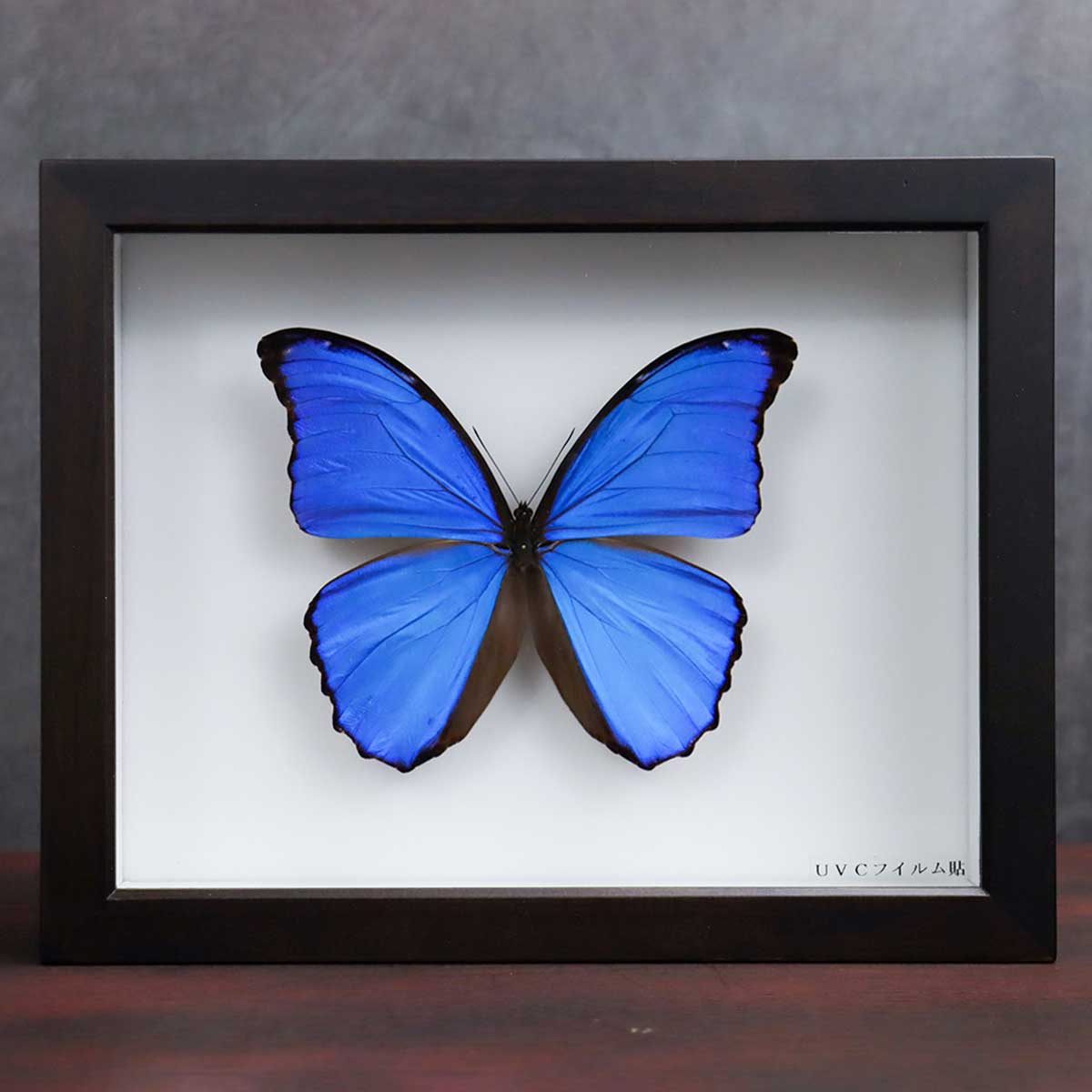 蝶標本 【公式通販】
